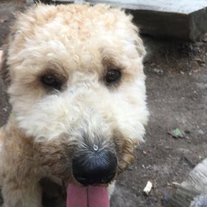 Meet your Posher, Seamus